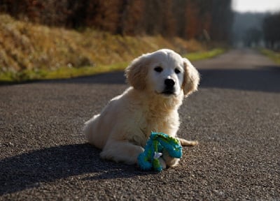 CHIOT mâle clochette sable 