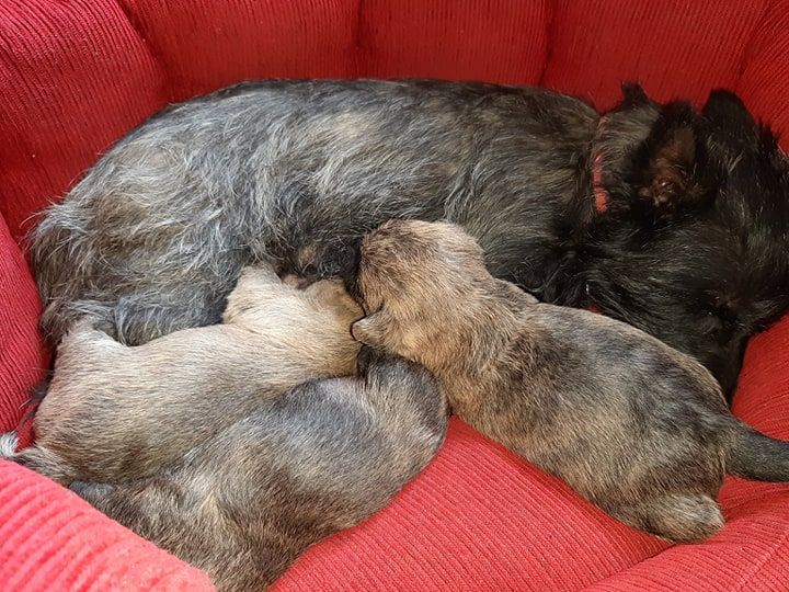 de La Tribu De Dee - Cairn Terrier - Portée née le 22/03/2019