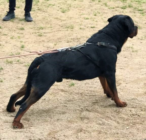 Portée 2021 Lignée Travail, Utilisation sportive