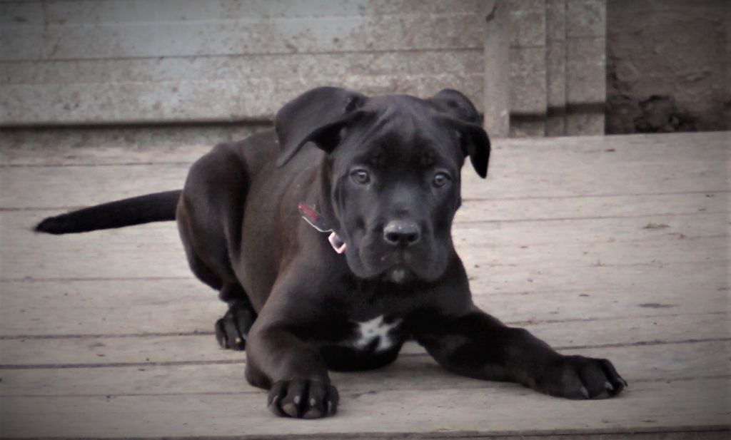 de la légende de newton - Chiots disponibles - Cane Corso