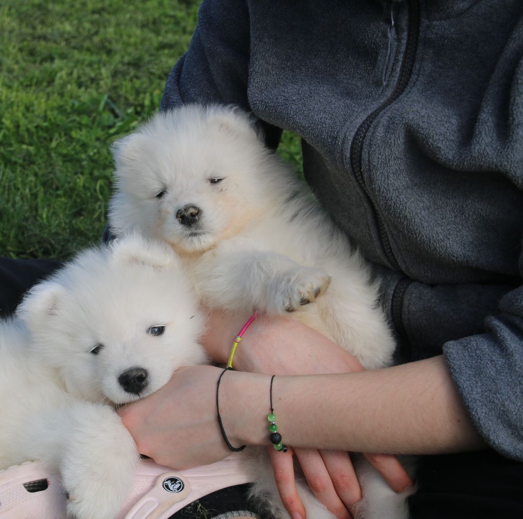 Iseline Lubineau - Chiots disponibles - Samoyède