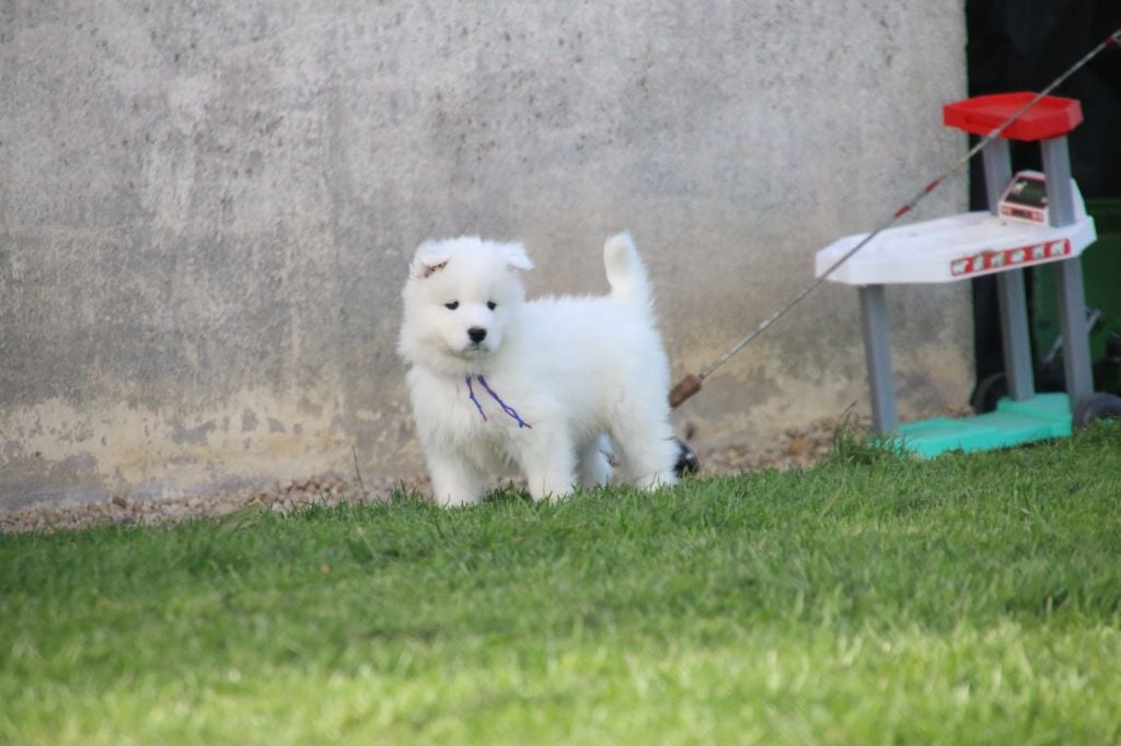 Iseline Lubineau - Chiots disponibles - Samoyède