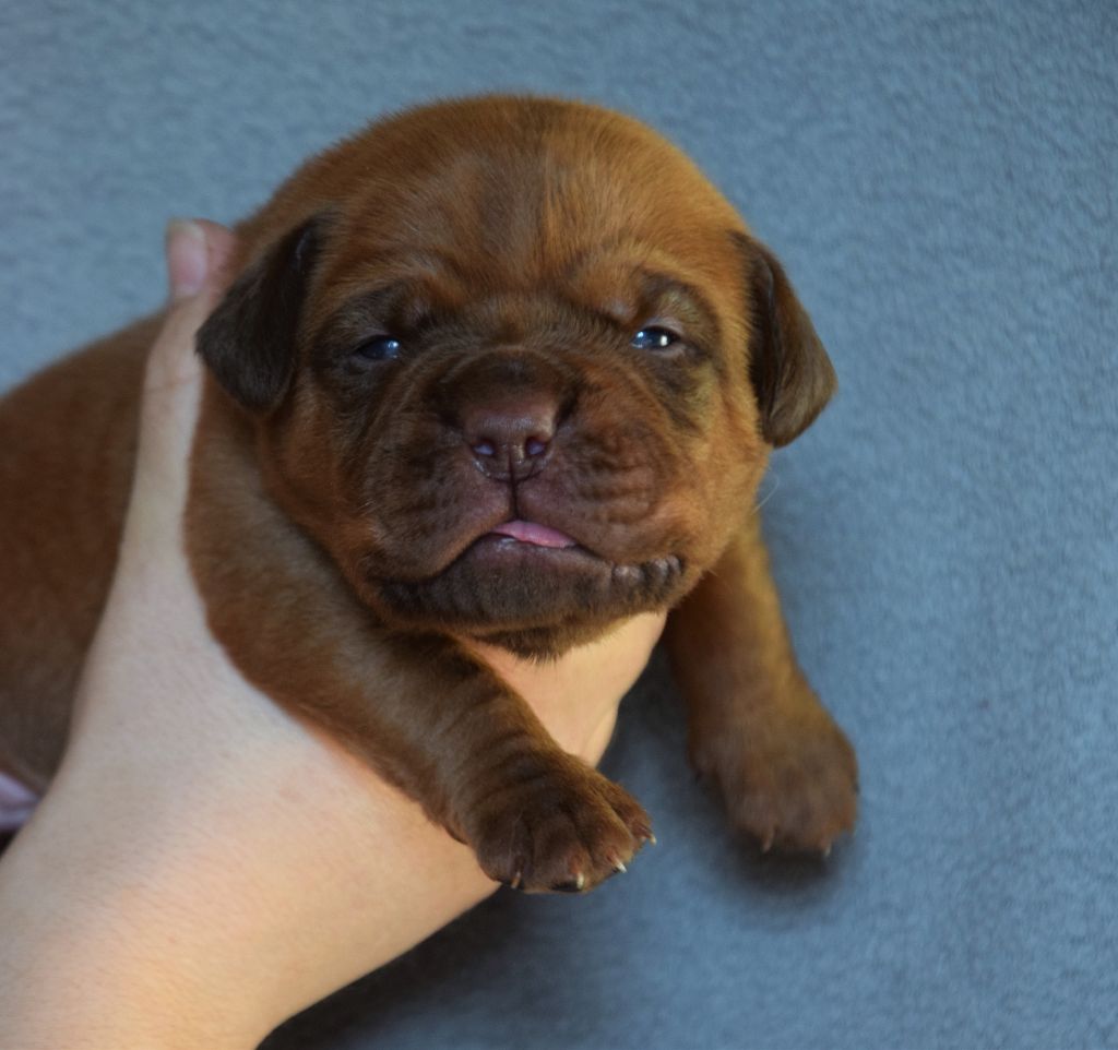 Du Diamant Brut - Dogue de Bordeaux - Portée née le 31/01/2020