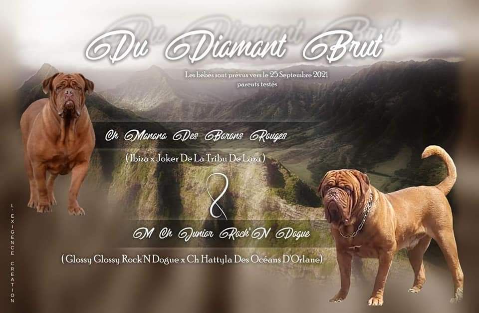 Du Diamant Brut - Dogue de Bordeaux - Portée née le 25/09/2021