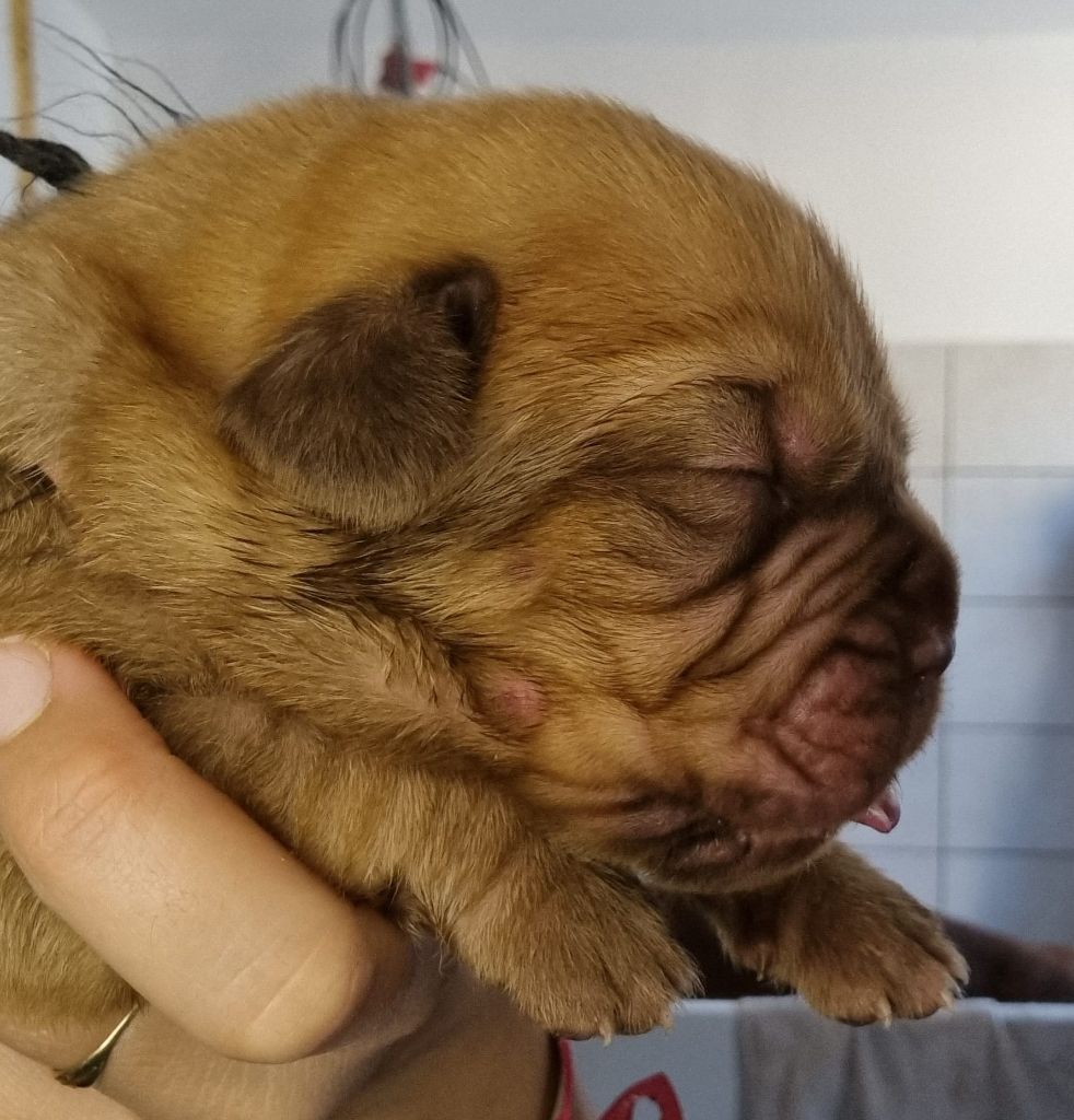 Du Diamant Brut - Chiots disponibles - Dogue de Bordeaux