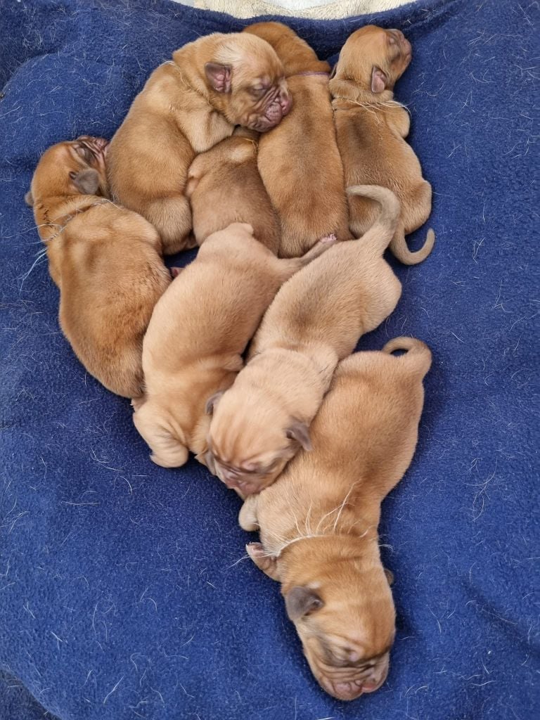 Chiot Dogue de Bordeaux Du Diamant Brut