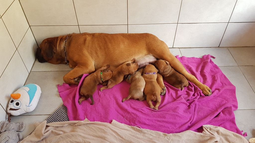 Du Diamant Brut - Dogue de Bordeaux - Portée née le 23/10/2020