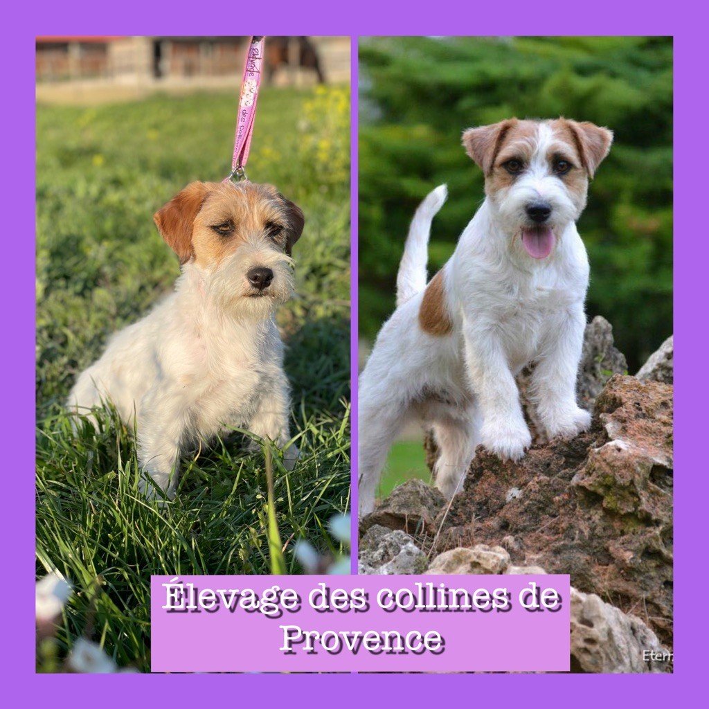 Bientôt des chiots jack Russell ???