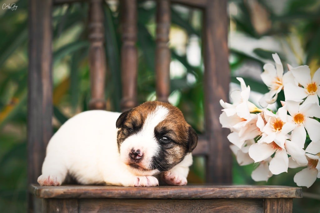 des Collines de Provence - Chiots disponibles - Jack Russell Terrier