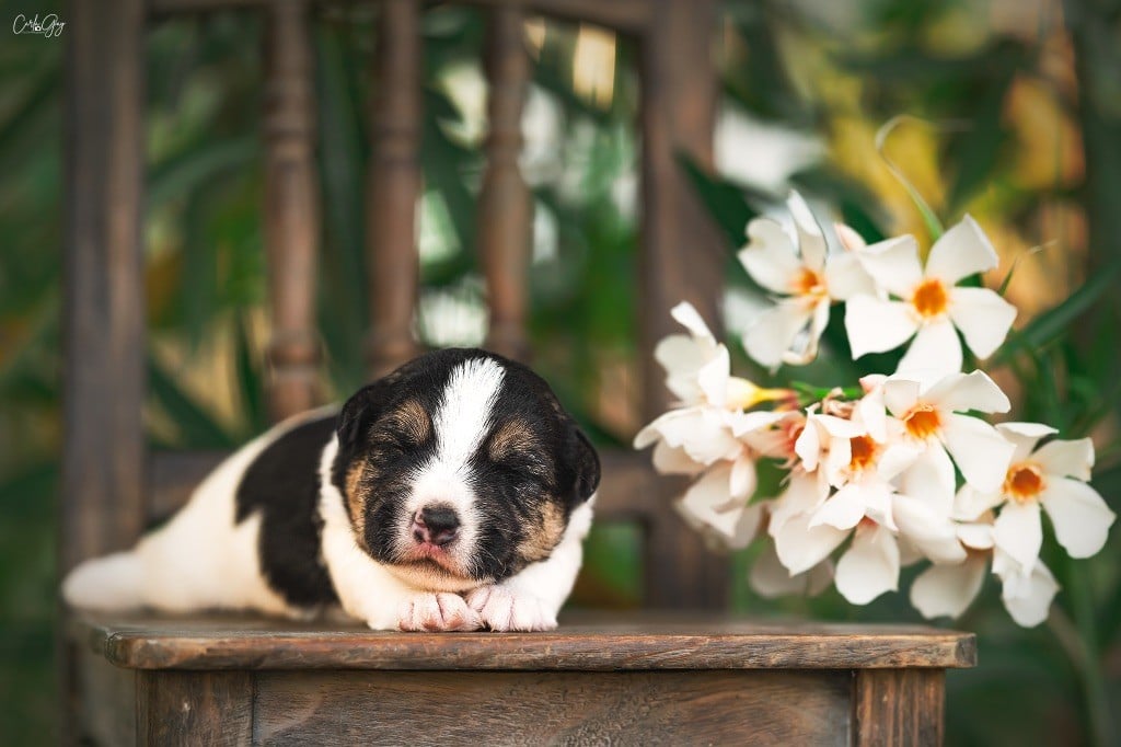 des Collines de Provence - Chiots disponibles - Jack Russell Terrier