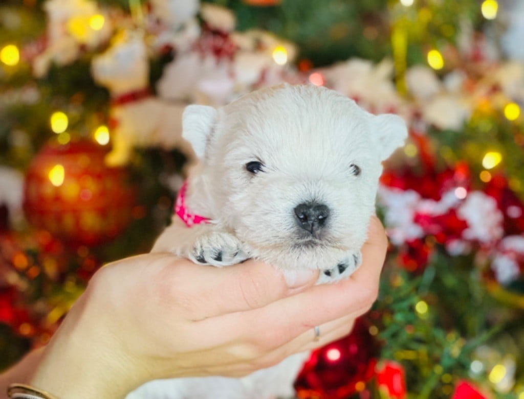 des Collines de Provence - Chiots disponibles - West Highland White Terrier