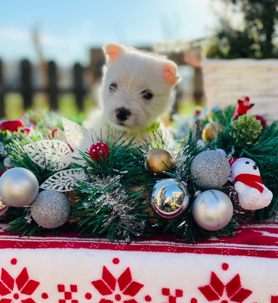 des Collines de Provence - Chiots disponibles - West Highland White Terrier