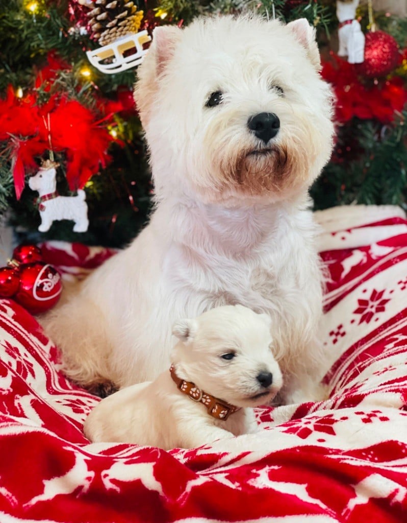 des Collines de Provence - West Highland White Terrier - Portée née le 17/11/2023