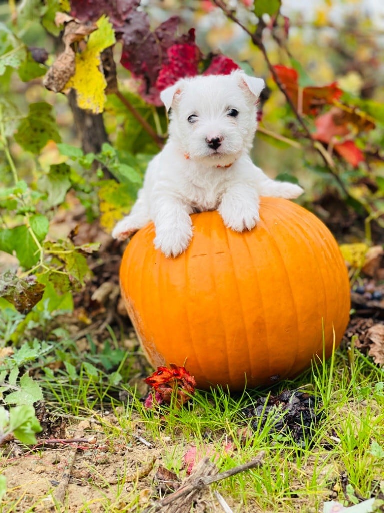 des Collines de Provence - Chiots disponibles - West Highland White Terrier