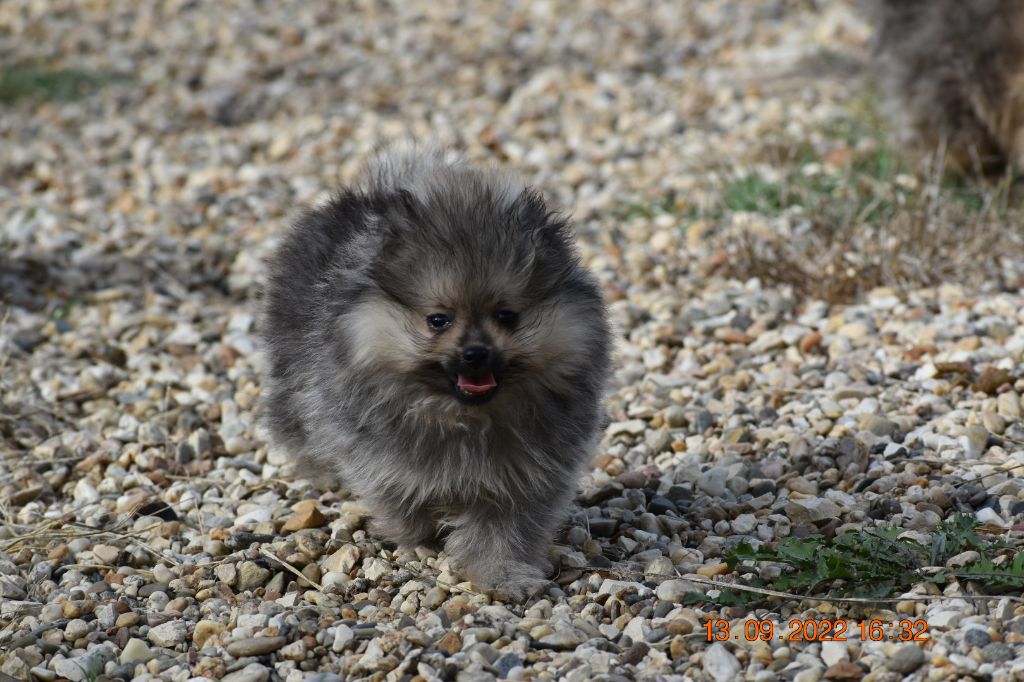 breeding deluxe - Spitz allemand - Portée née le 22/07/2022