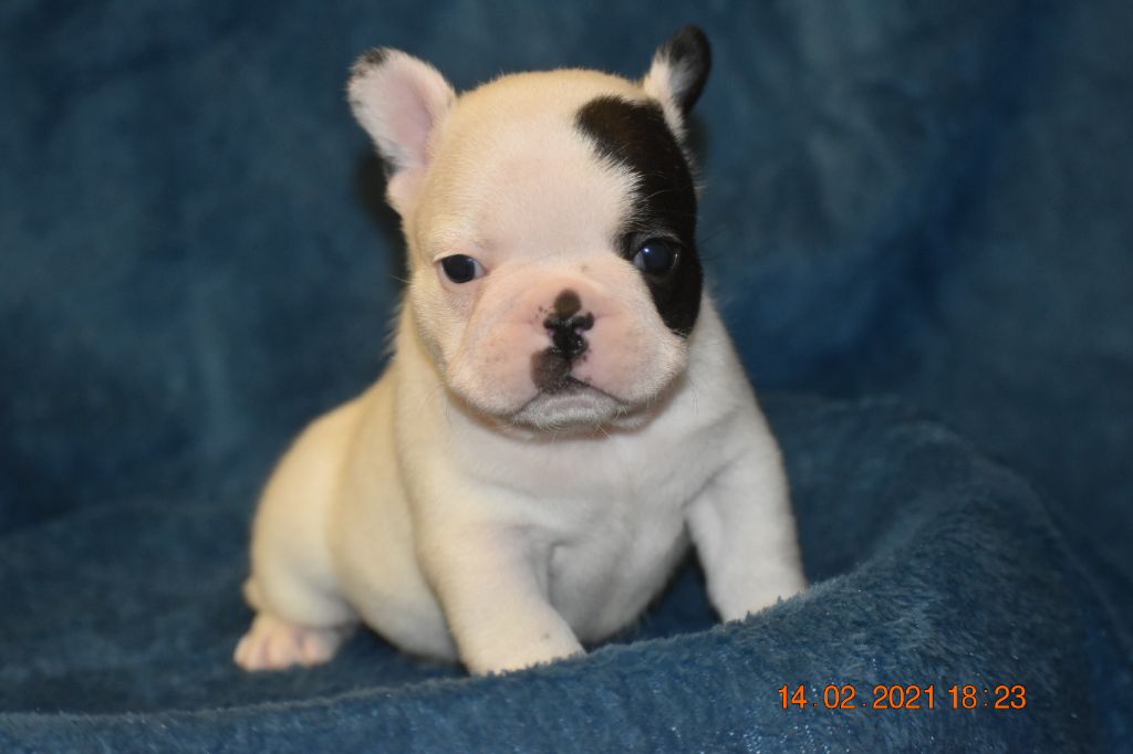 breeding deluxe - Bouledogue français - Portée née le 15/01/2021