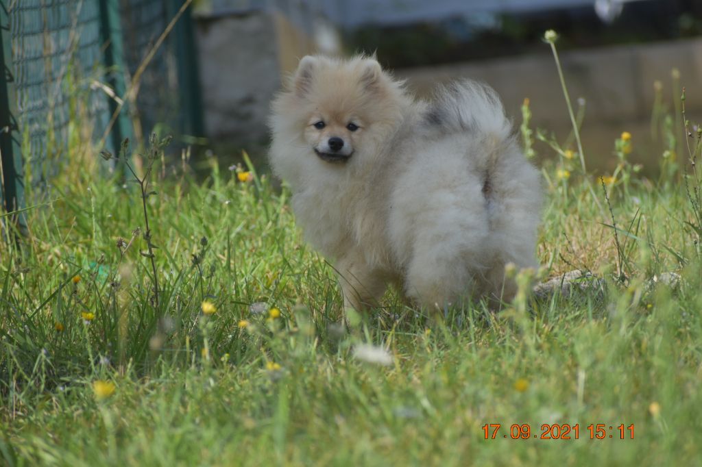 breeding deluxe - Spitz allemand - Portée née le 11/05/2021