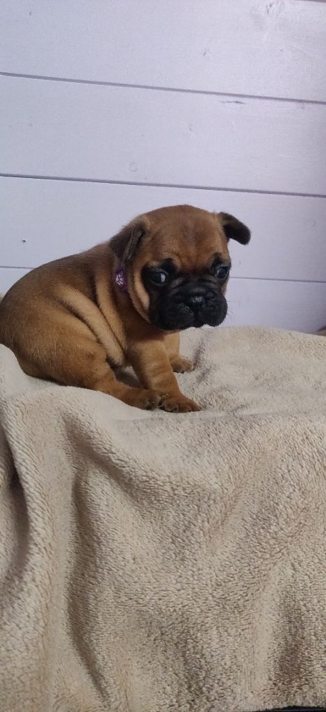 breeding deluxe - Bouledogue français - Portée née le 25/10/2021