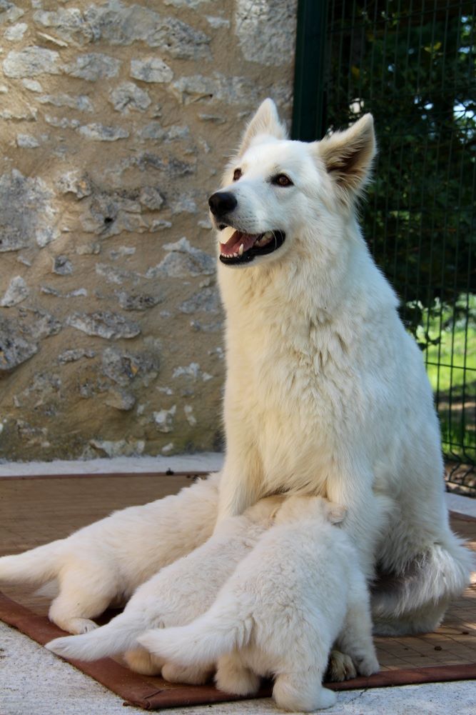 De La Colline De Daudet - Berger Blanc Suisse - Portée née le 22/04/2018