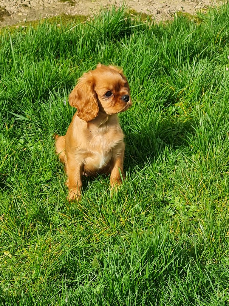 Du Domaine Du Jardin Des Roses - Chiots disponibles - Cavalier King Charles Spaniel