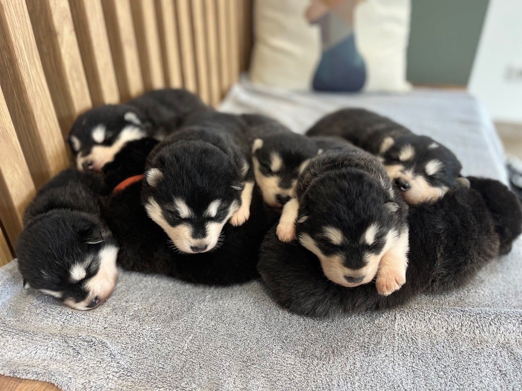 Into The Wild With - Chiots Malamute d Alaska à réserver Portée Athabaskans 