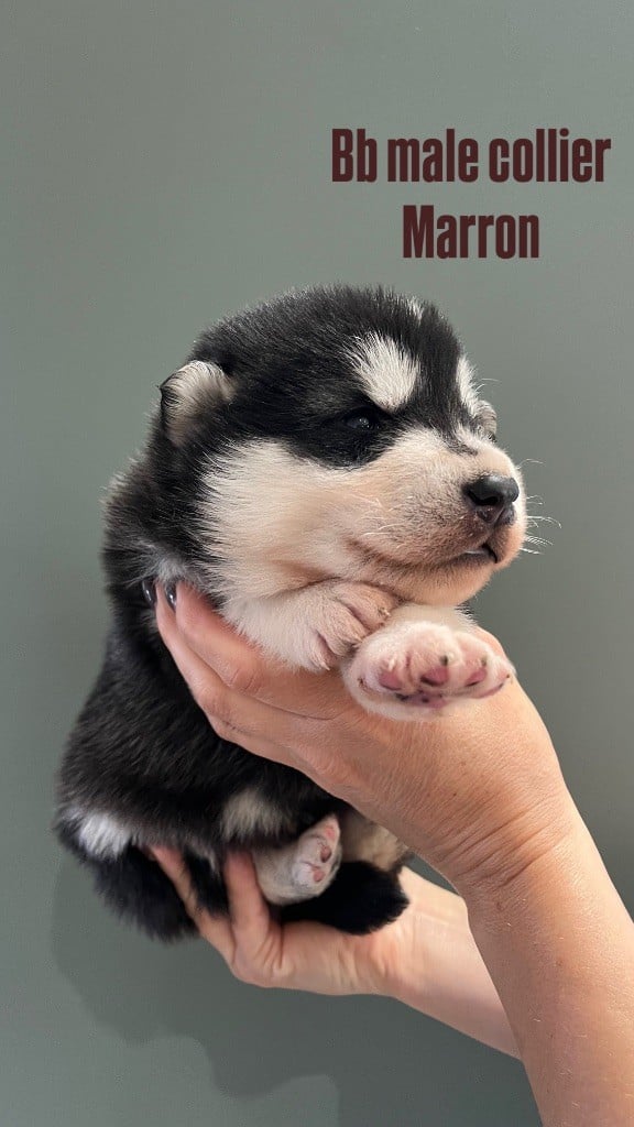 Into The Wild With - Chiots disponibles - Alaskan Malamute