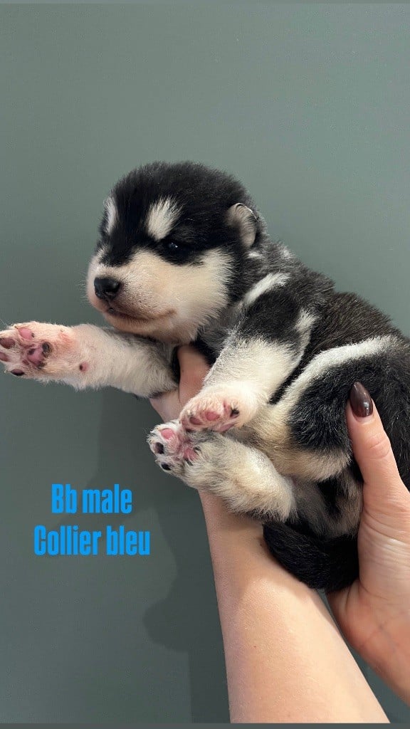 Into The Wild With - Chiots disponibles - Alaskan Malamute