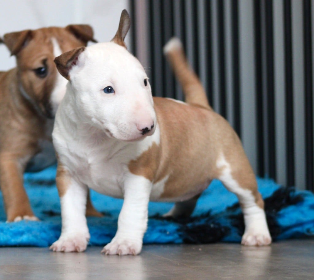 Du Domaine Des Démons Bretons - Bull Terrier Miniature - Portée née le 22/11/2024