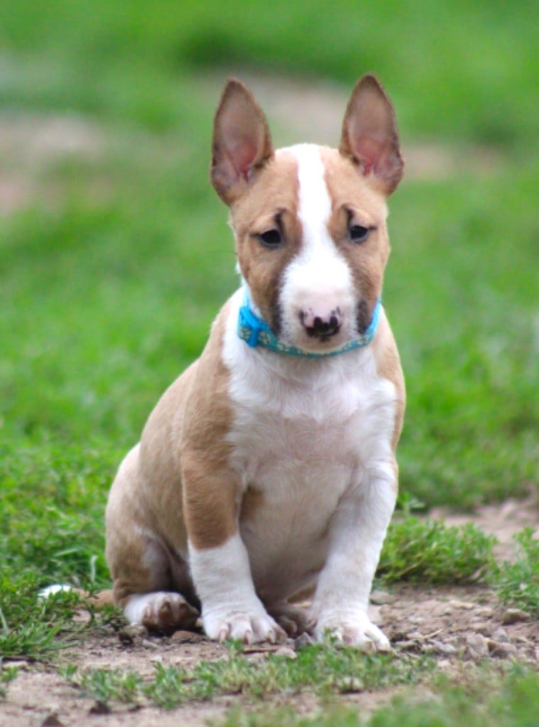 Du Domaine Des Démons Bretons - Bull Terrier Miniature - Portée née le 11/07/2024