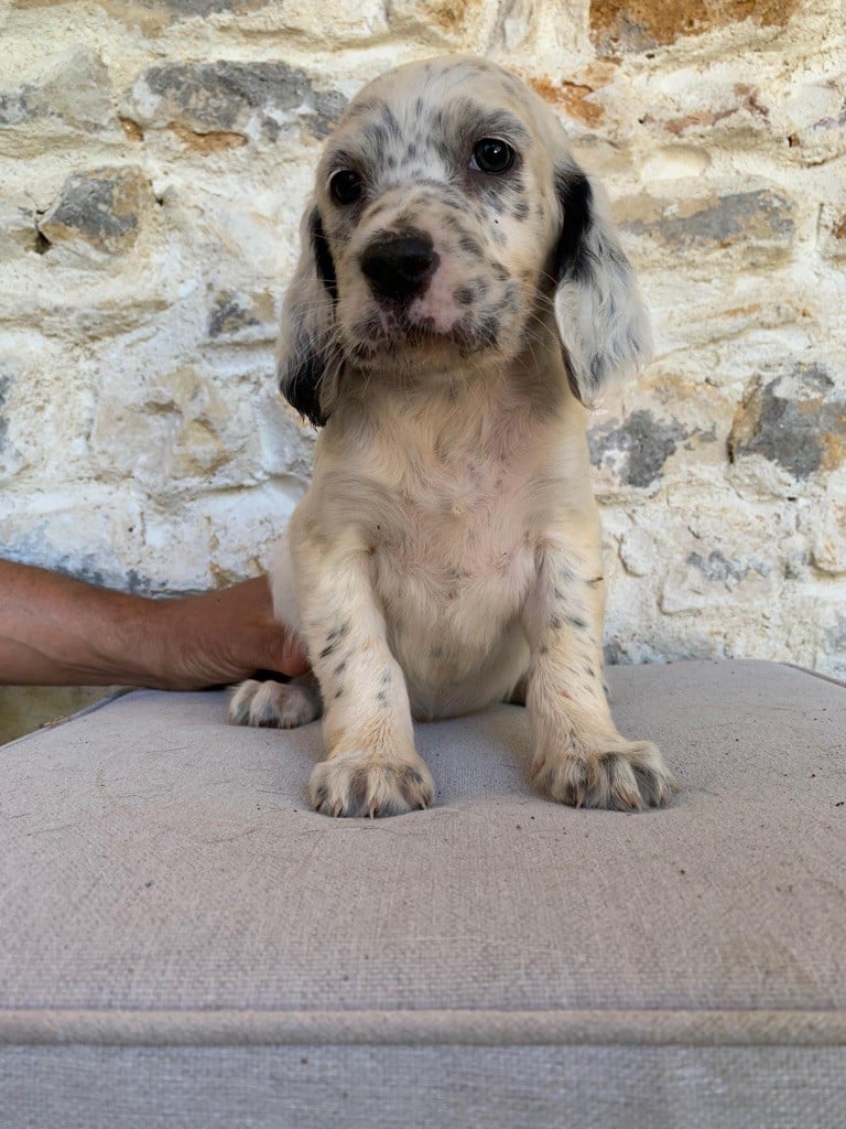 Du Vol De La Fresnaye - Chiots disponibles - Setter Anglais