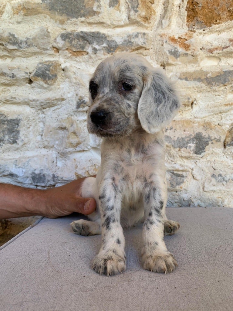 Du Vol De La Fresnaye - Chiots disponibles - Setter Anglais