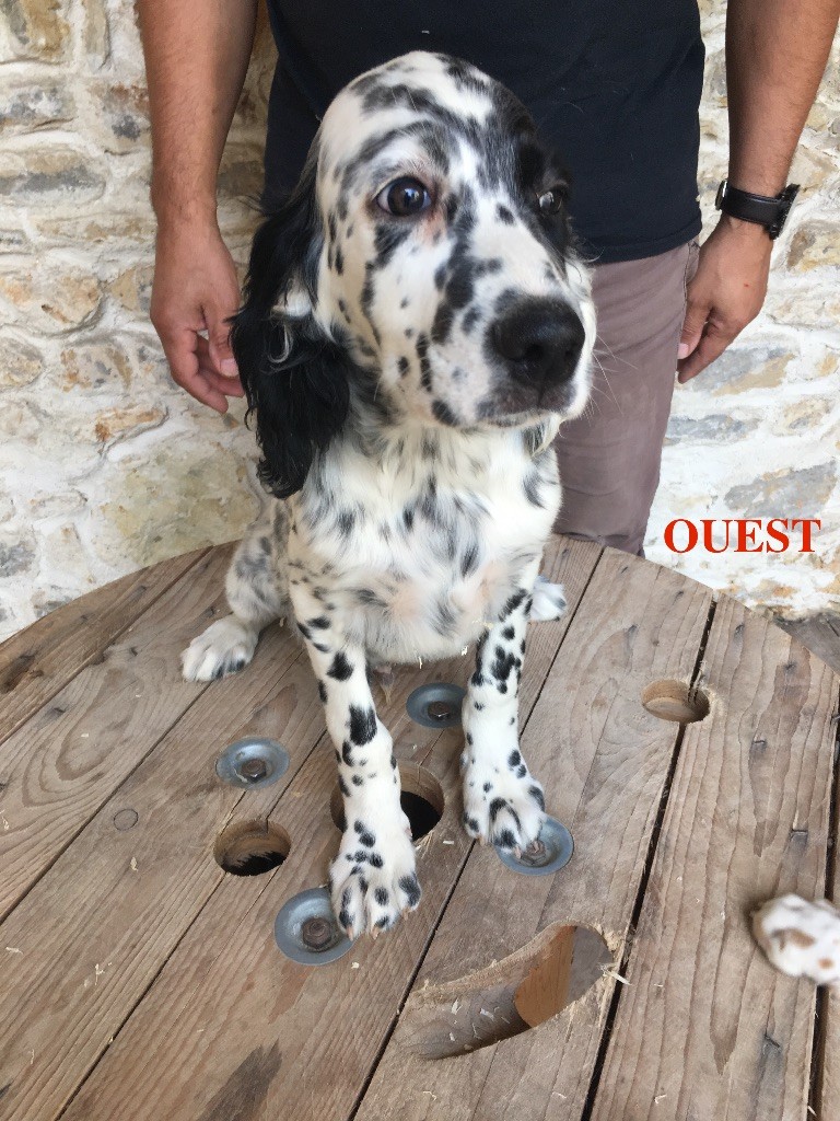 Du Vol De La Fresnaye - Setter Anglais - Portée née le 16/07/2018