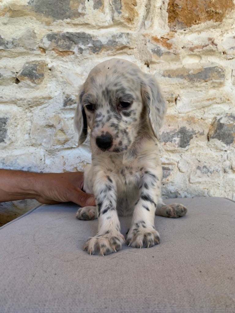 Du Vol De La Fresnaye - Chiots disponibles - Setter Anglais