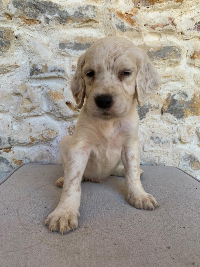 Du Vol De La Fresnaye - Chiots disponibles - Setter Anglais