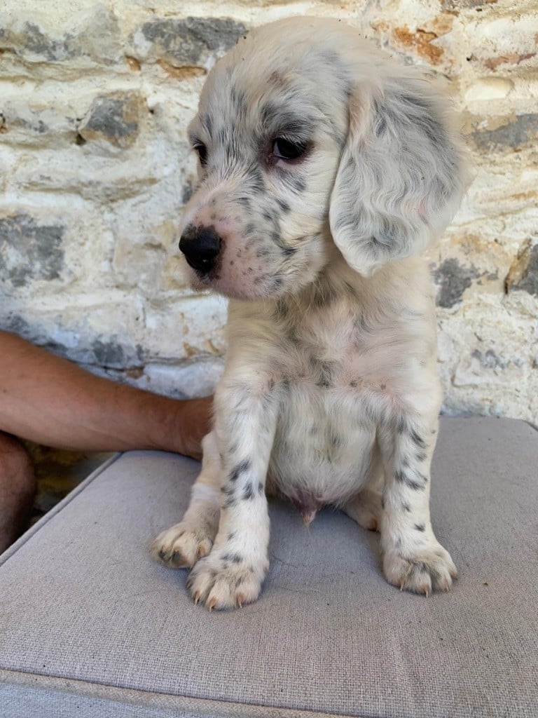 Du Vol De La Fresnaye - Chiots disponibles - Setter Anglais