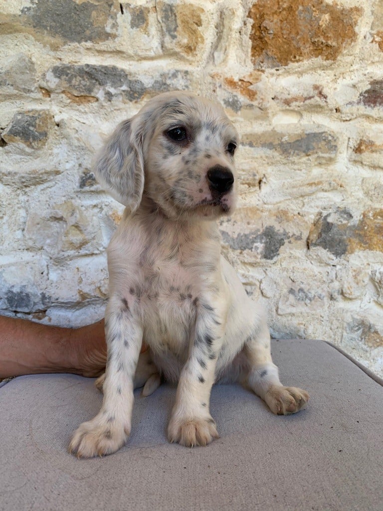 Du Vol De La Fresnaye - Chiots disponibles - Setter Anglais