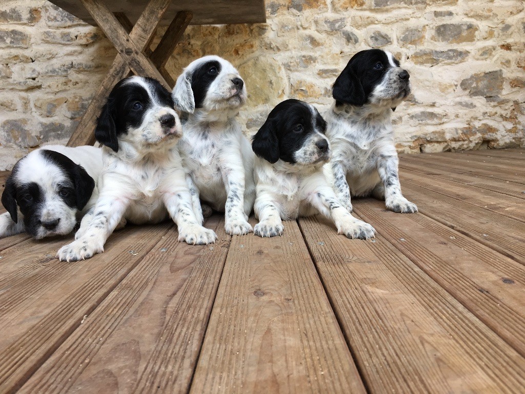 Du Vol De La Fresnaye - Setter Anglais - Portée née le 27/05/2018