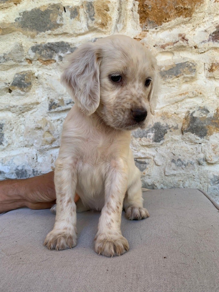 Du Vol De La Fresnaye - Chiots disponibles - Setter Anglais