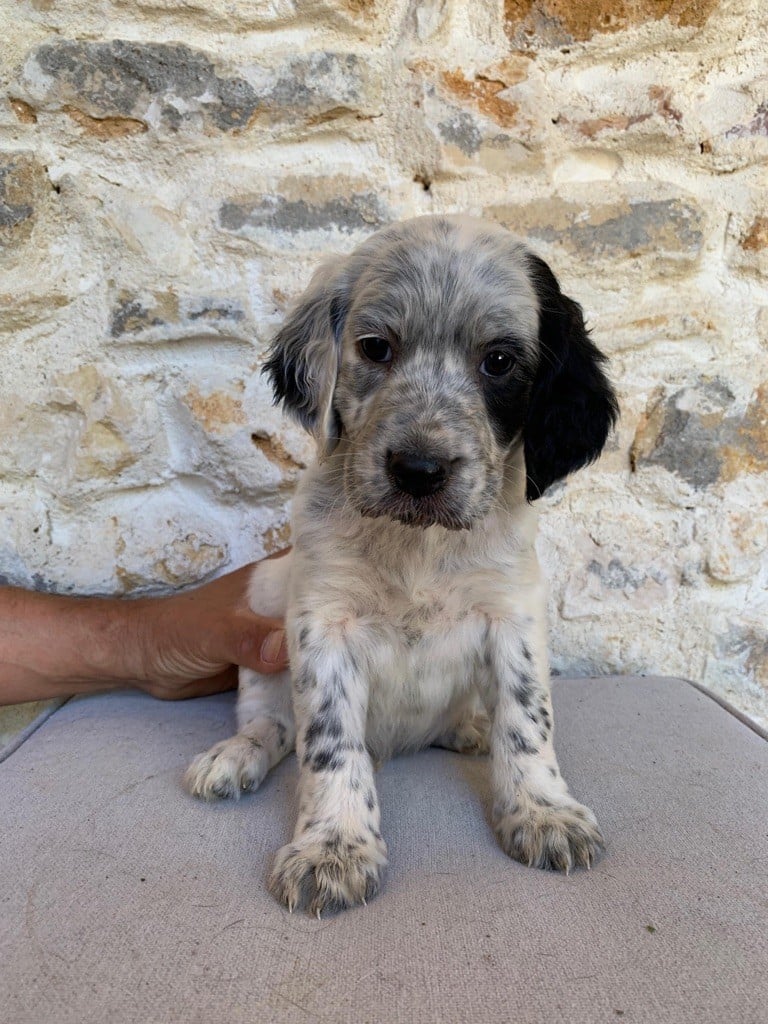 Du Vol De La Fresnaye - Chiots disponibles - Setter Anglais