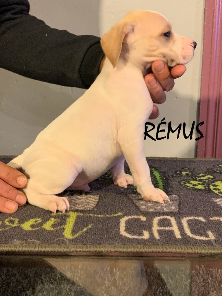 Du Vol De La Fresnaye - Chiots disponibles - Pointer