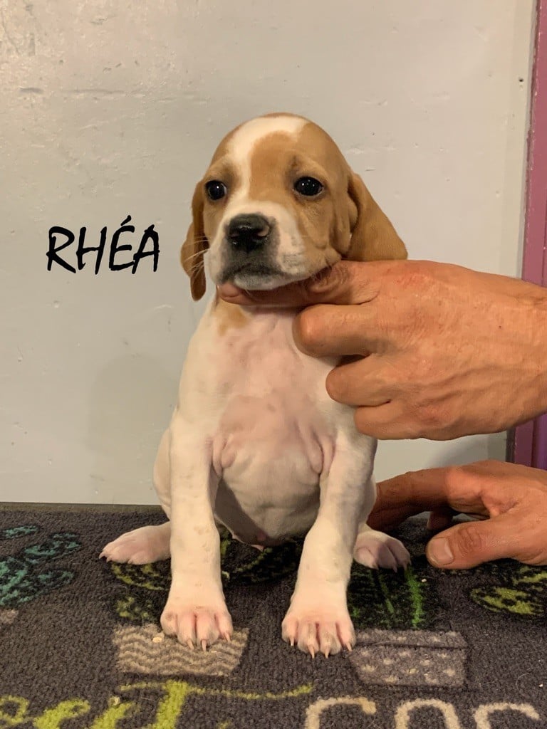 Du Vol De La Fresnaye - Chiots disponibles - Pointer