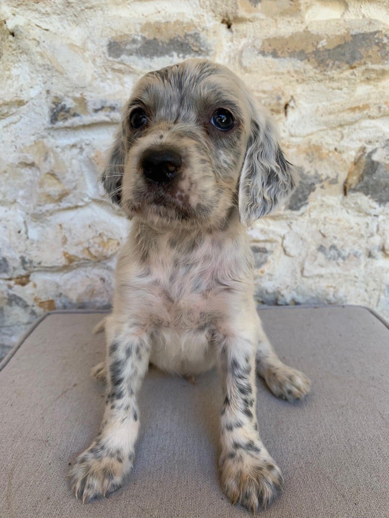 Du Vol De La Fresnaye - Chiots disponibles - Setter Anglais