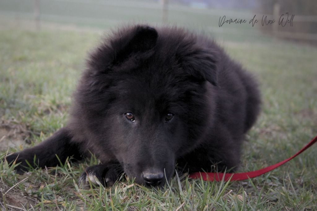 du Domaine de Nox'well - Chiots Groenendaels LOF disponibles