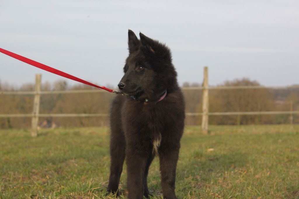 du Domaine de Nox'well - Chiots disponibles - Berger Belge