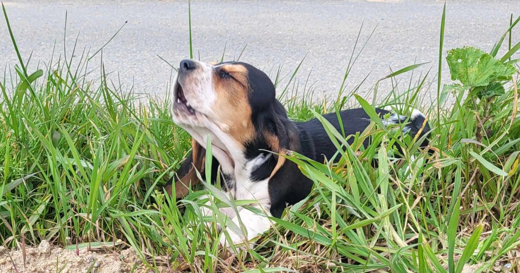 Des Carrières Gauloises - Chiots Basset Hound