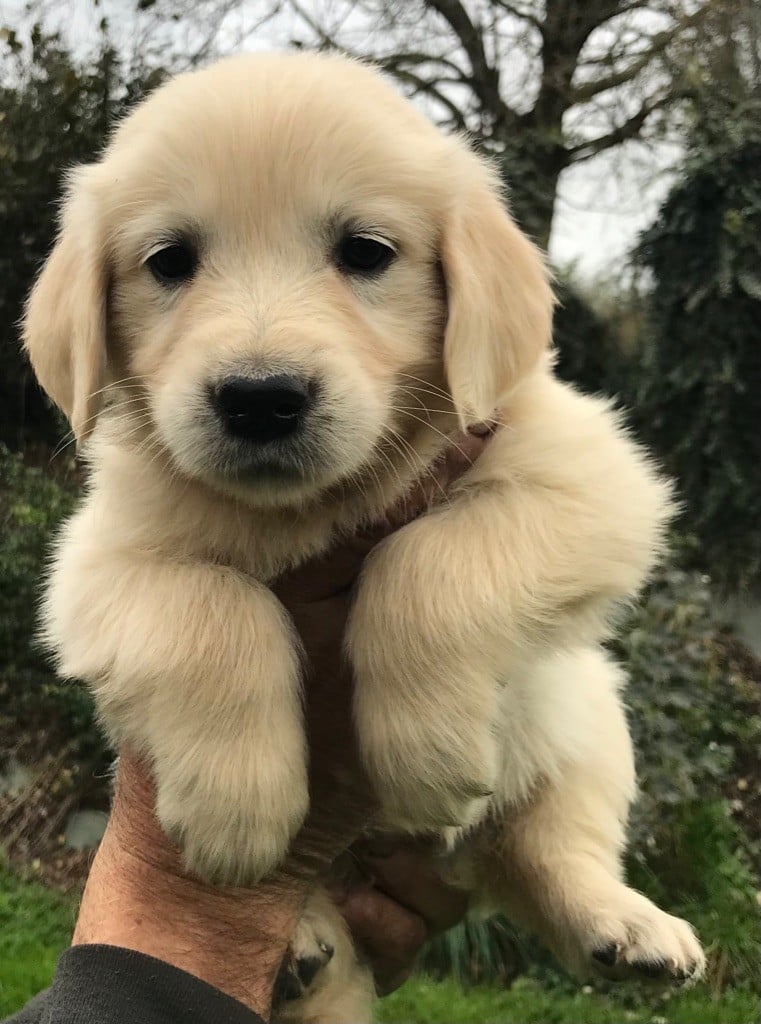 Du Pays Du Mont Saint Michel - Chiots disponibles - Golden Retriever