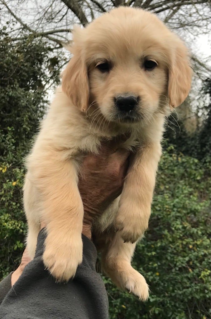 Du Pays Du Mont Saint Michel - Chiots disponibles - Golden Retriever