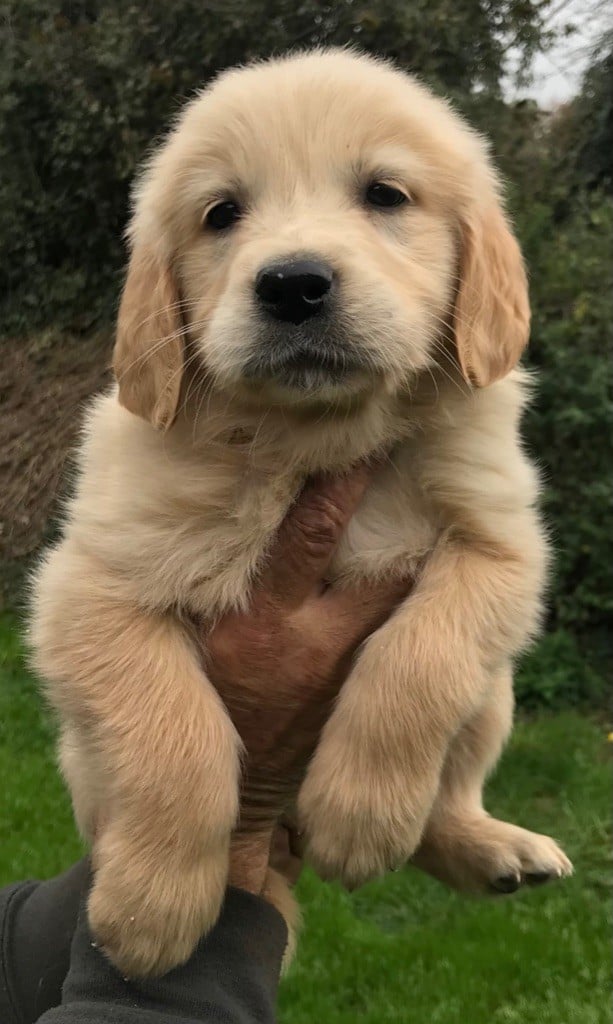 Du Pays Du Mont Saint Michel - Chiots disponibles - Golden Retriever