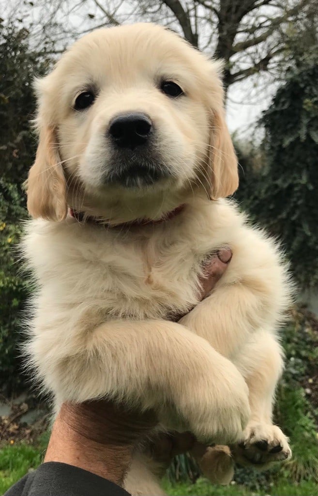 Du Pays Du Mont Saint Michel - Chiots disponibles - Golden Retriever