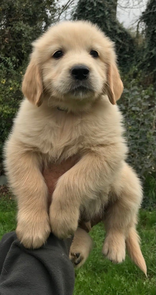 Du Pays Du Mont Saint Michel - Chiots disponibles - Golden Retriever